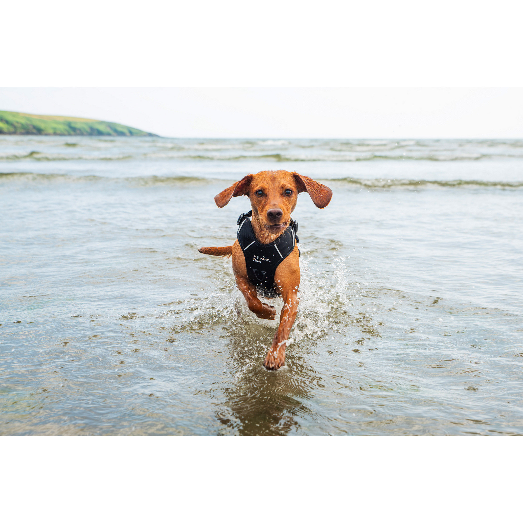 Szelki dla psa Mountain Paws - czarne