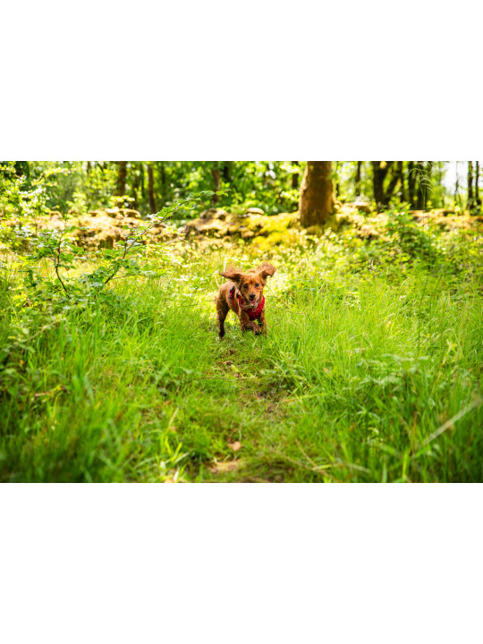 Szelki dla psa Mountain Paws - czerwone