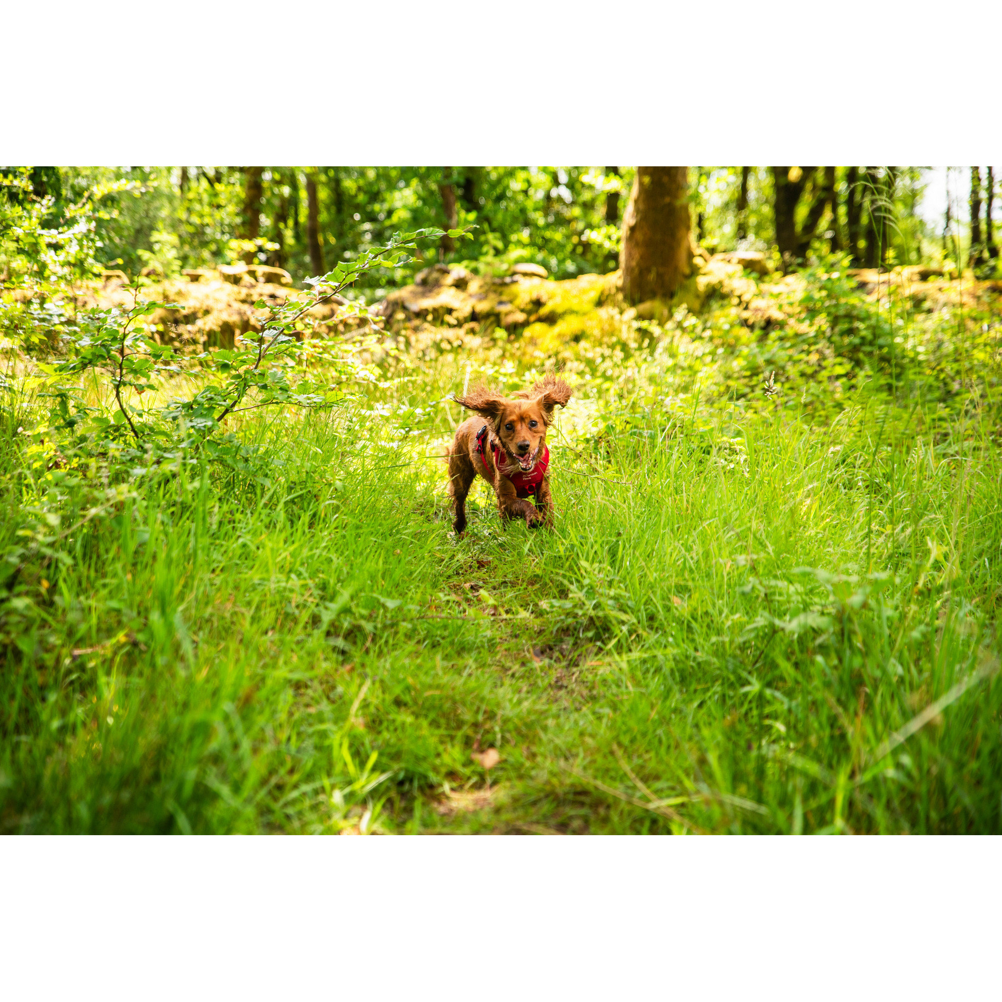 Szelki dla psa Mountain Paws - czerwone