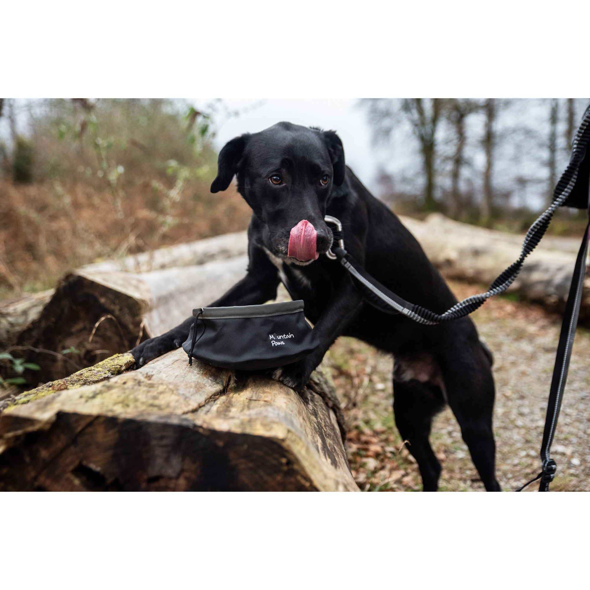 Składana, turystyczna miska do karmienia psa Mountain Paws