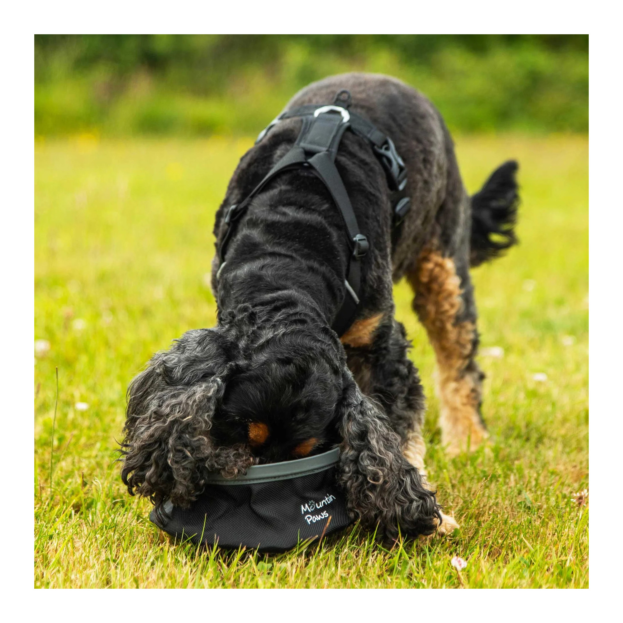 Składana, turystyczna miska na wodę dla psa Mountain Paws