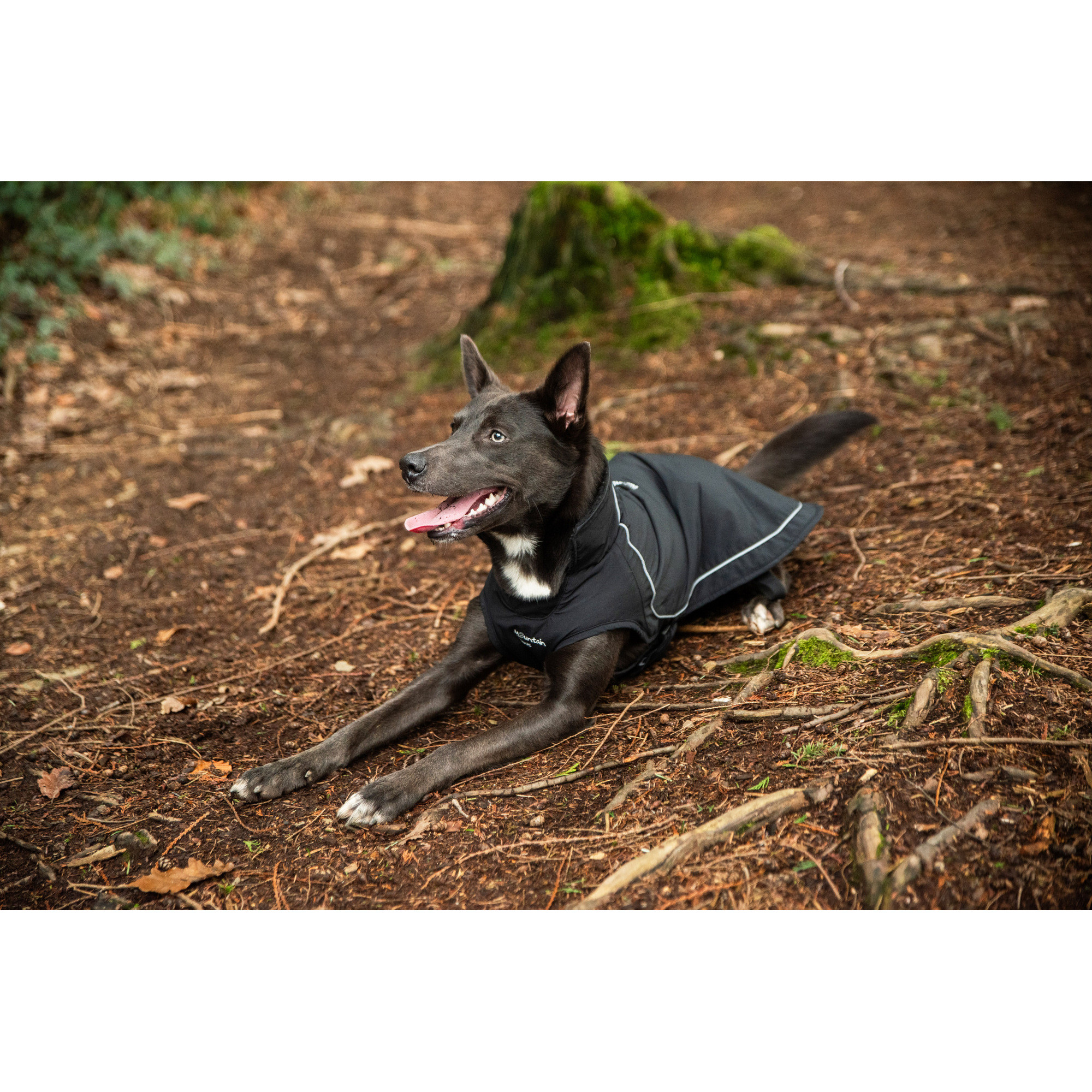 Ocieplany płaszcz przeciwdeszczowy dla psa Mountain Paws