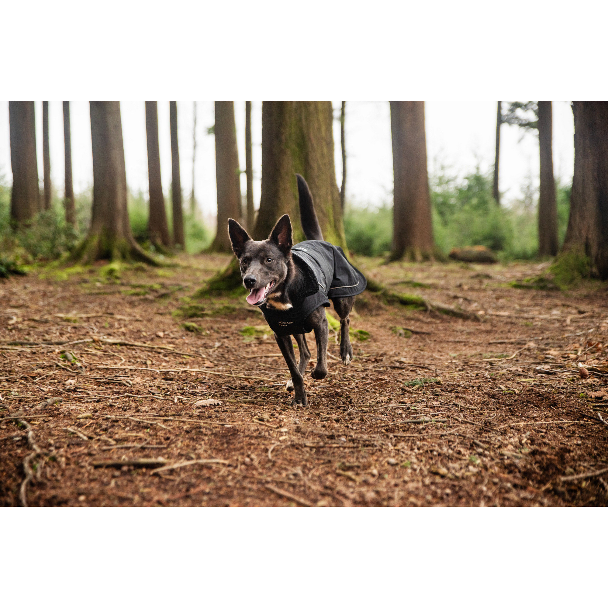 Ocieplany płaszcz przeciwdeszczowy dla psa Mountain Paws