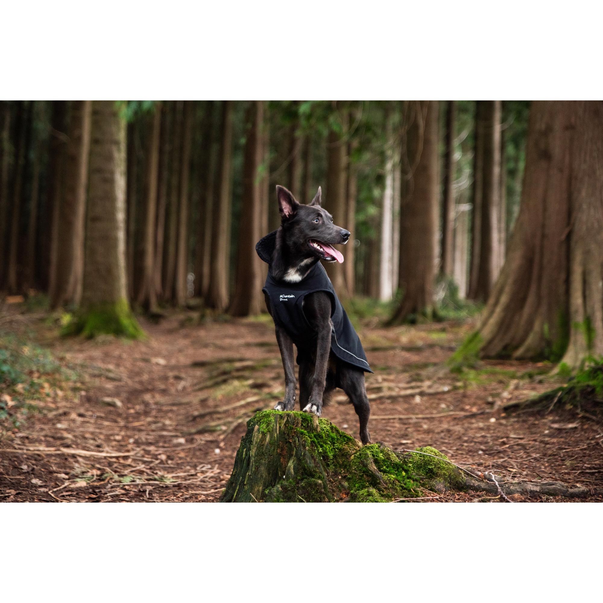 Ocieplany płaszcz przeciwdeszczowy dla psa Mountain Paws