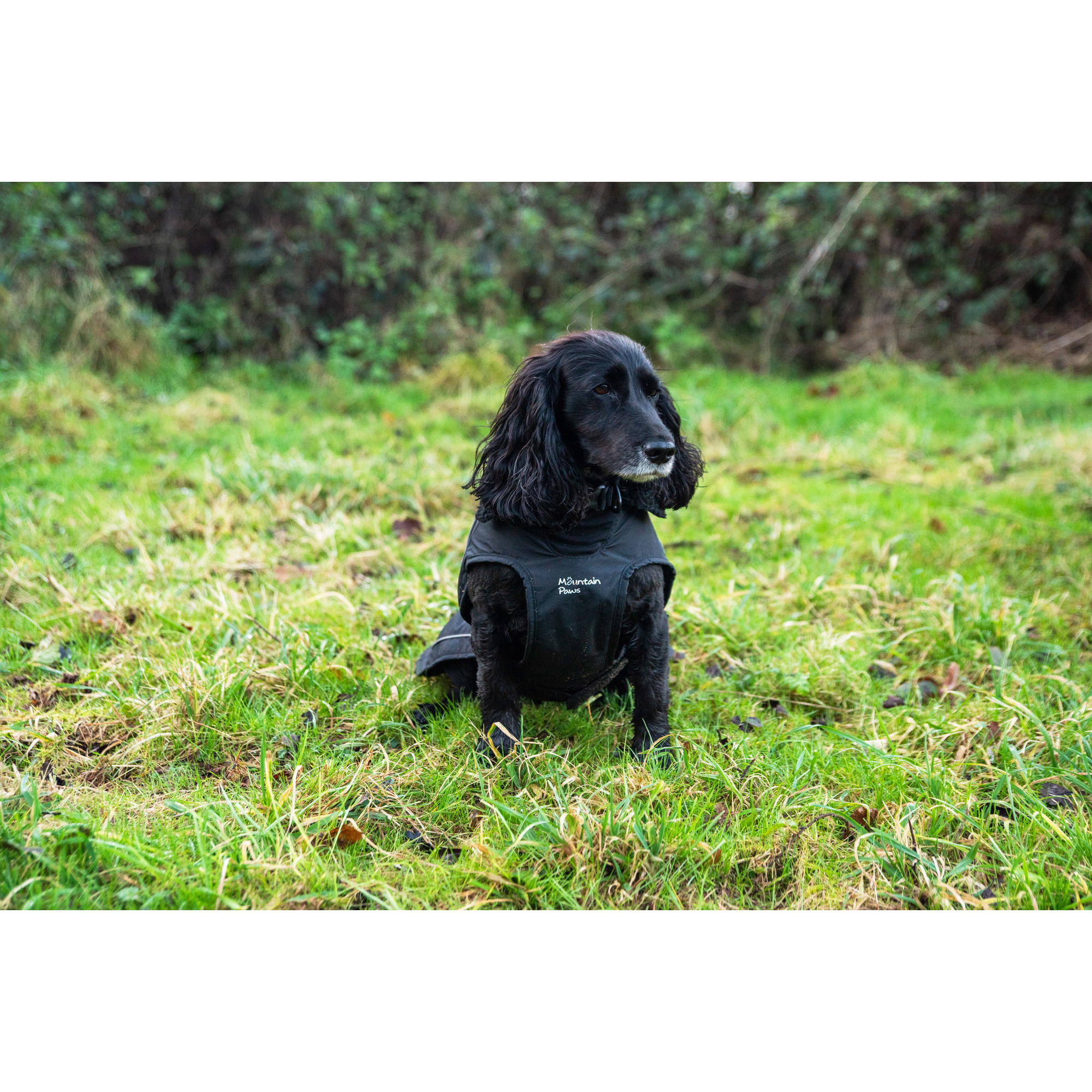 Ocieplany płaszcz przeciwdeszczowy dla psa Mountain Paws