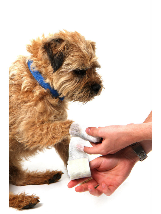 Apteczka pierwszej pomocy dla psa Mountain Paws