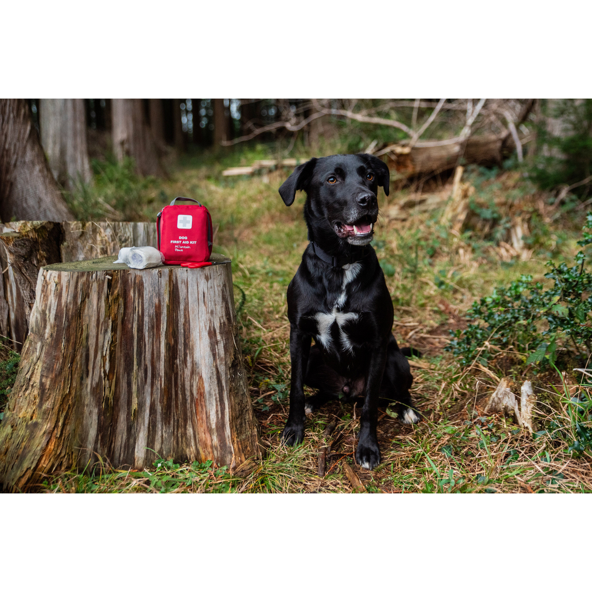Apteczka pierwszej pomocy dla psa Mountain Paws