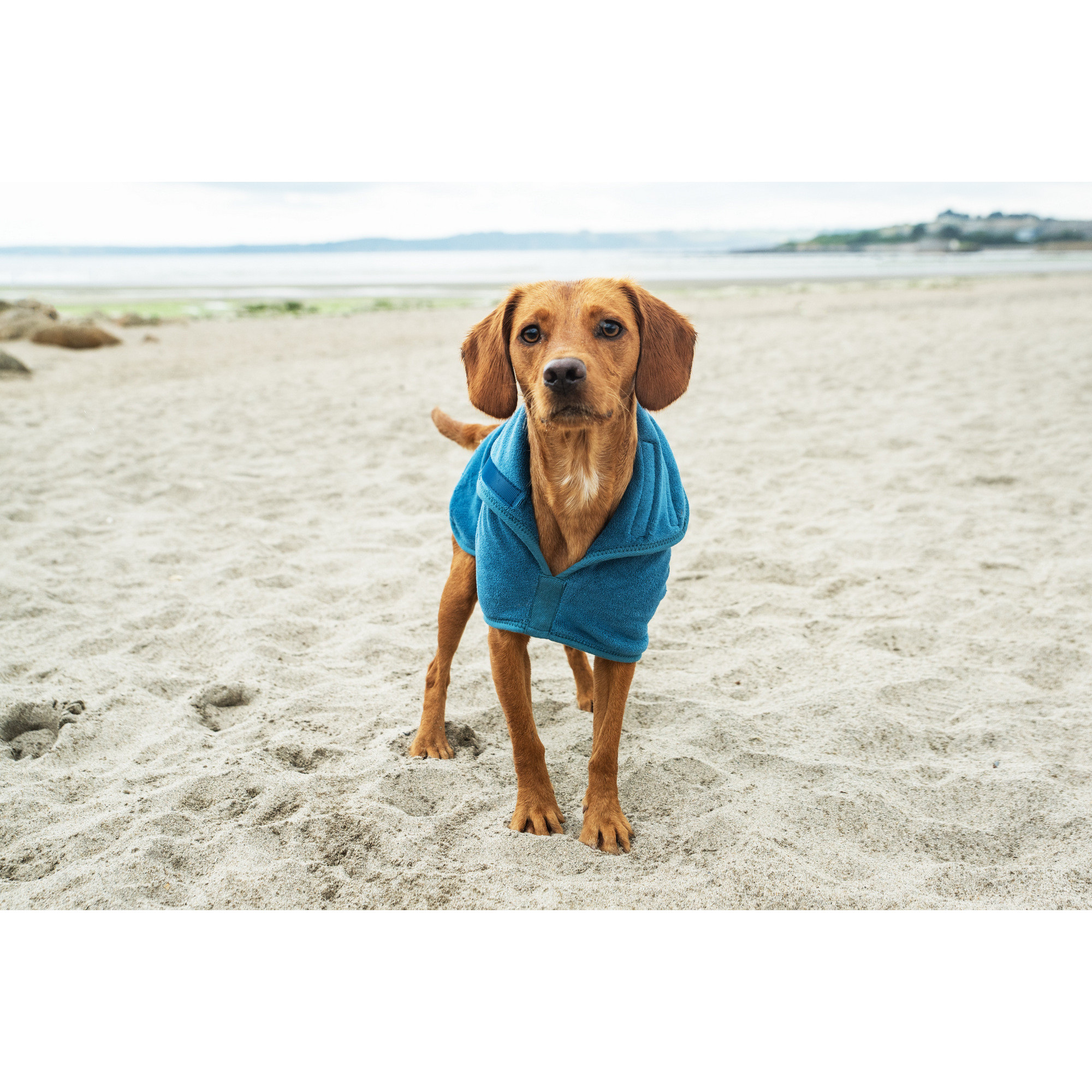 Kamizelka Premium z Mikrofibry dla Psa Mountain Paws – Ciepło, Wygoda i Styl