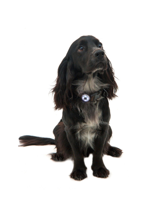 Lampka bezpieczeństwa LED dla psa Mountain Paws, jakość premium