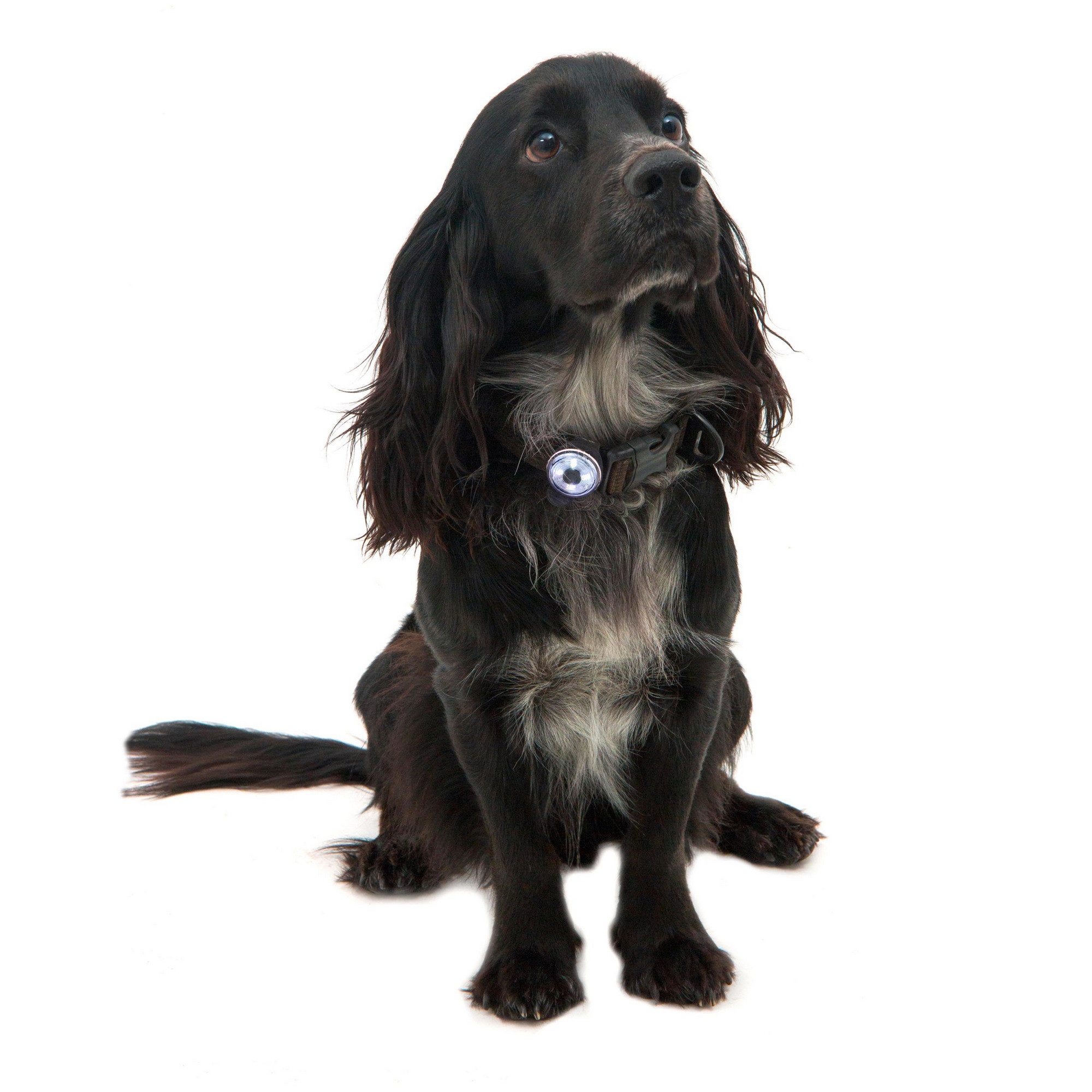 Lampka bezpieczeństwa LED dla psa Mountain Paws, jakość premium