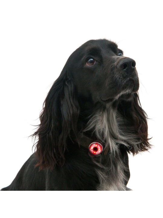 Lampka bezpieczeństwa LED dla psa Mountain Paws, jakość premium