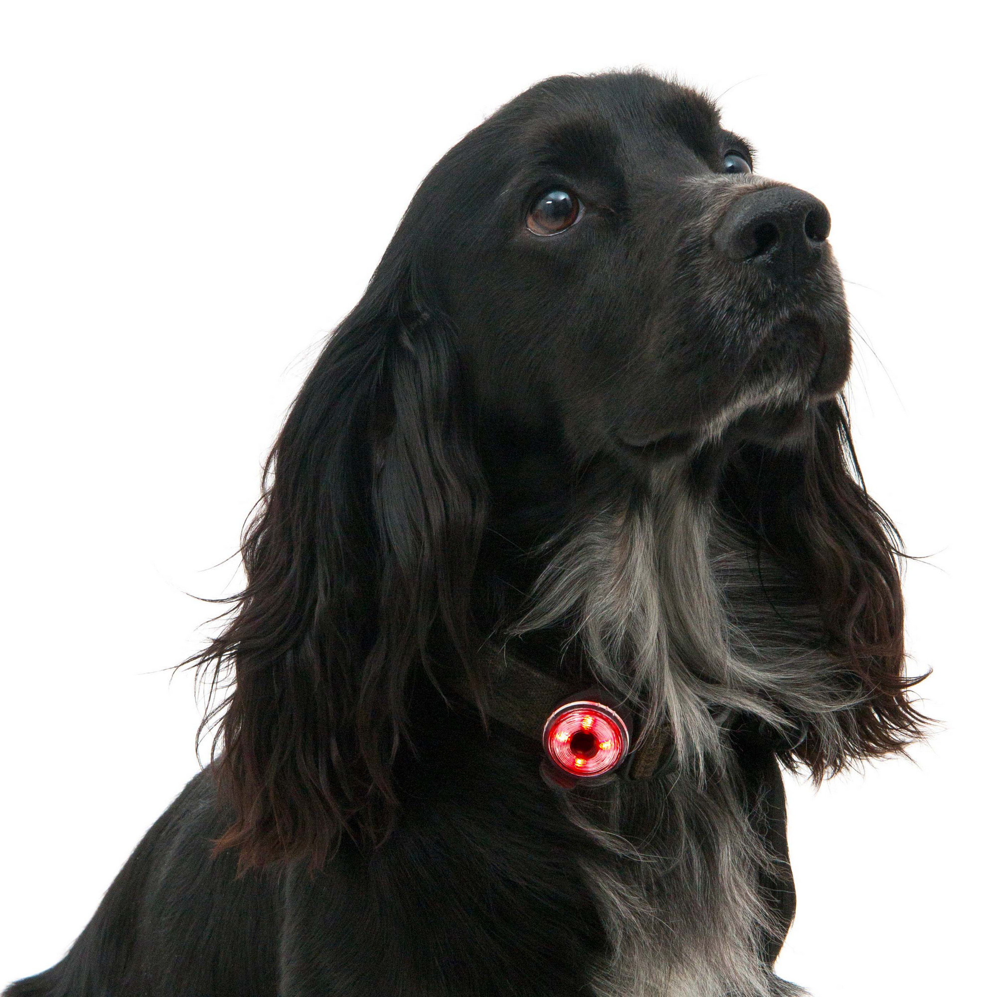 Lampka bezpieczeństwa LED dla psa Mountain Paws, jakość premium