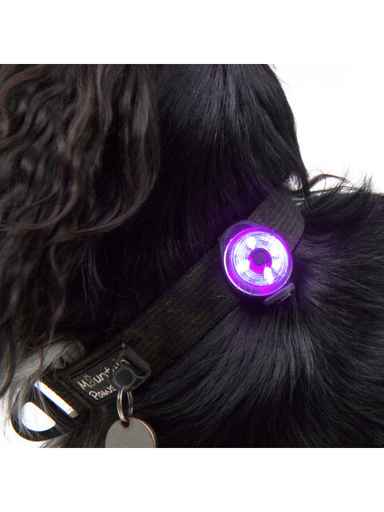 Lampka bezpieczeństwa LED dla psa Mountain Paws, jakość premium