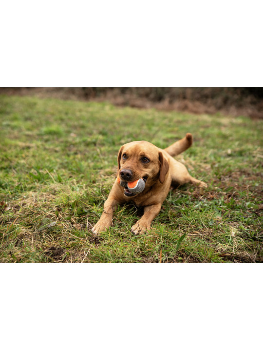 Piłki tenisowe do miotacza piłek dla psa - 3 szt Mountain Paws