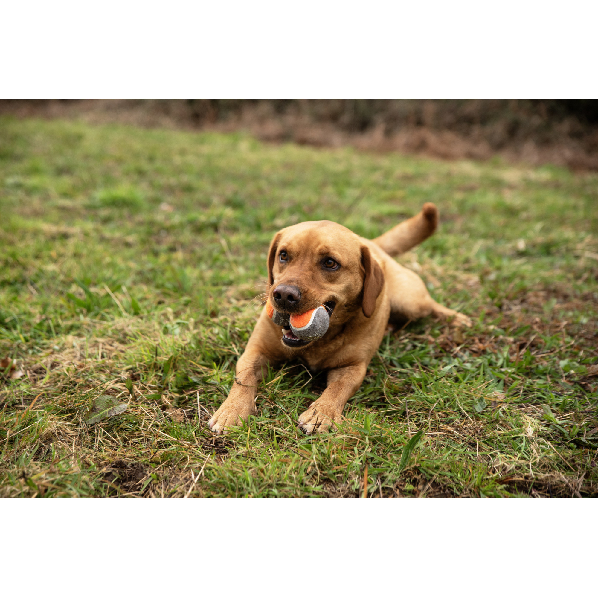 Piłki tenisowe do miotacza piłek dla psa - 3 szt Mountain Paws