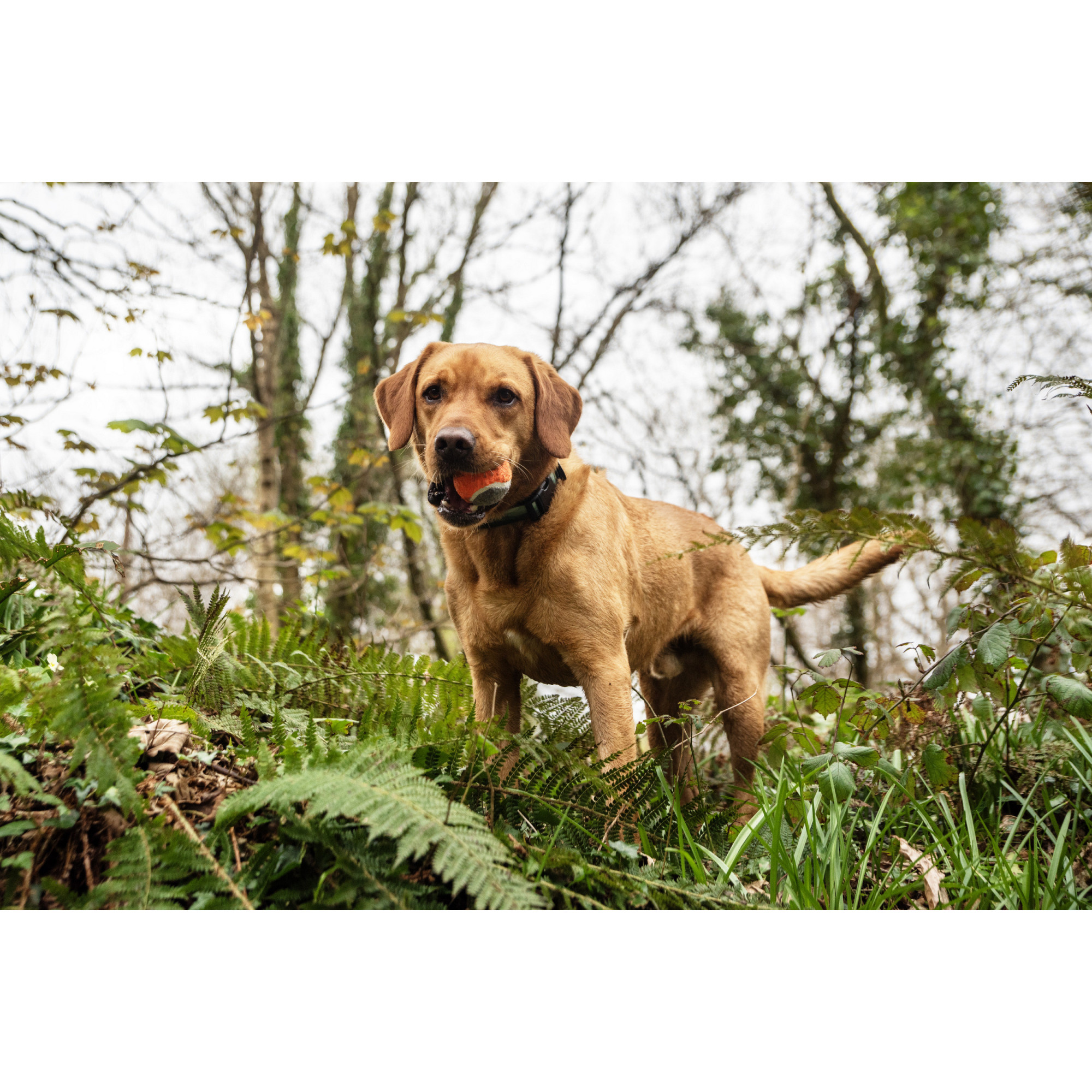 Piłki tenisowe do miotacza piłek dla psa - 3 szt Mountain Paws