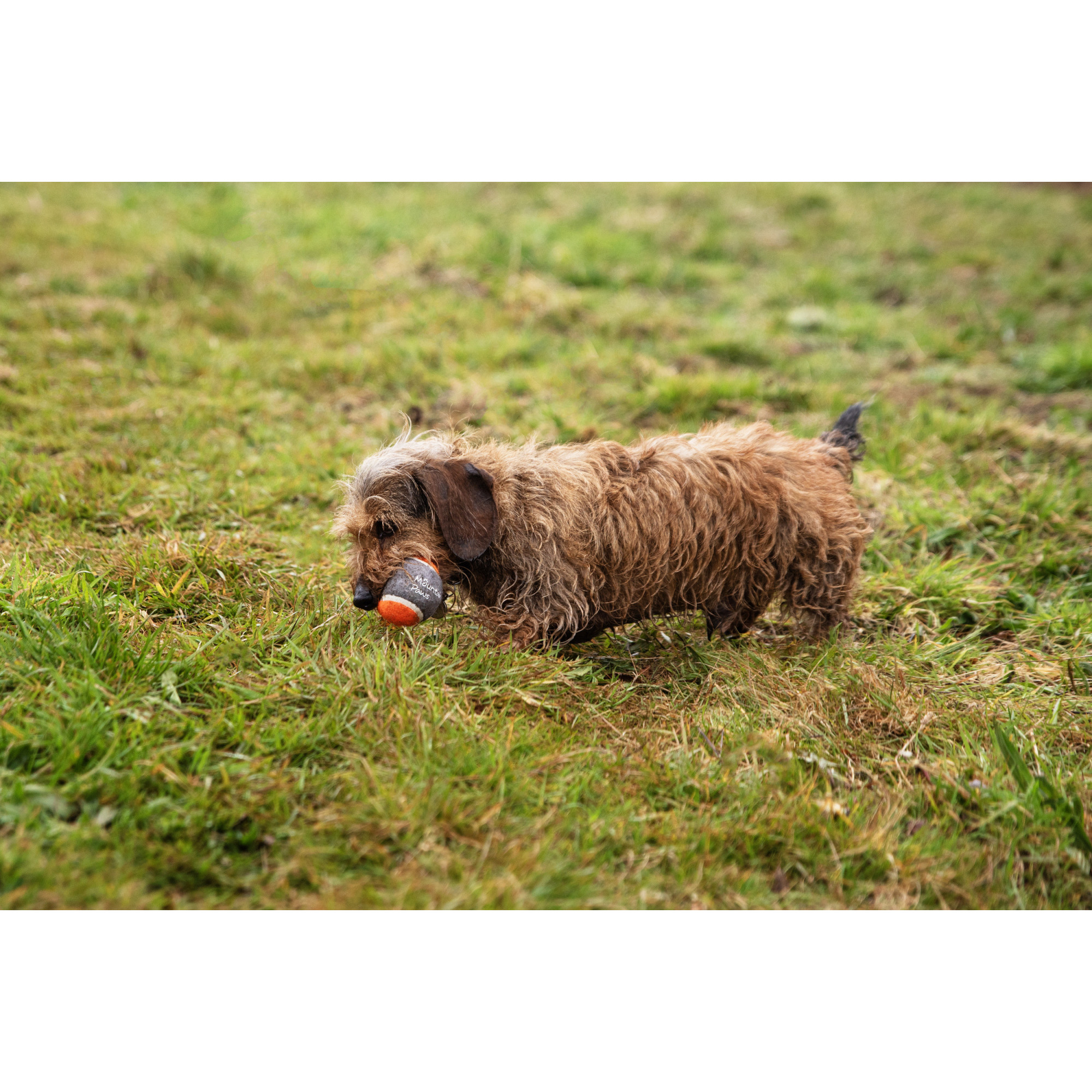 Piłki tenisowe do miotacza piłek dla psa - 3 szt Mountain Paws