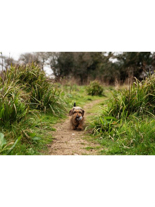 Piłki tenisowe do miotacza piłek dla psa - 3 szt Mountain Paws