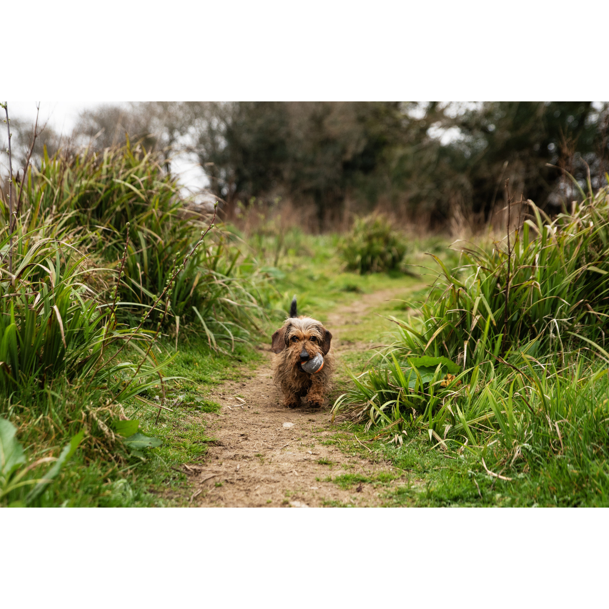 Piłki tenisowe do miotacza piłek dla psa - 3 szt Mountain Paws