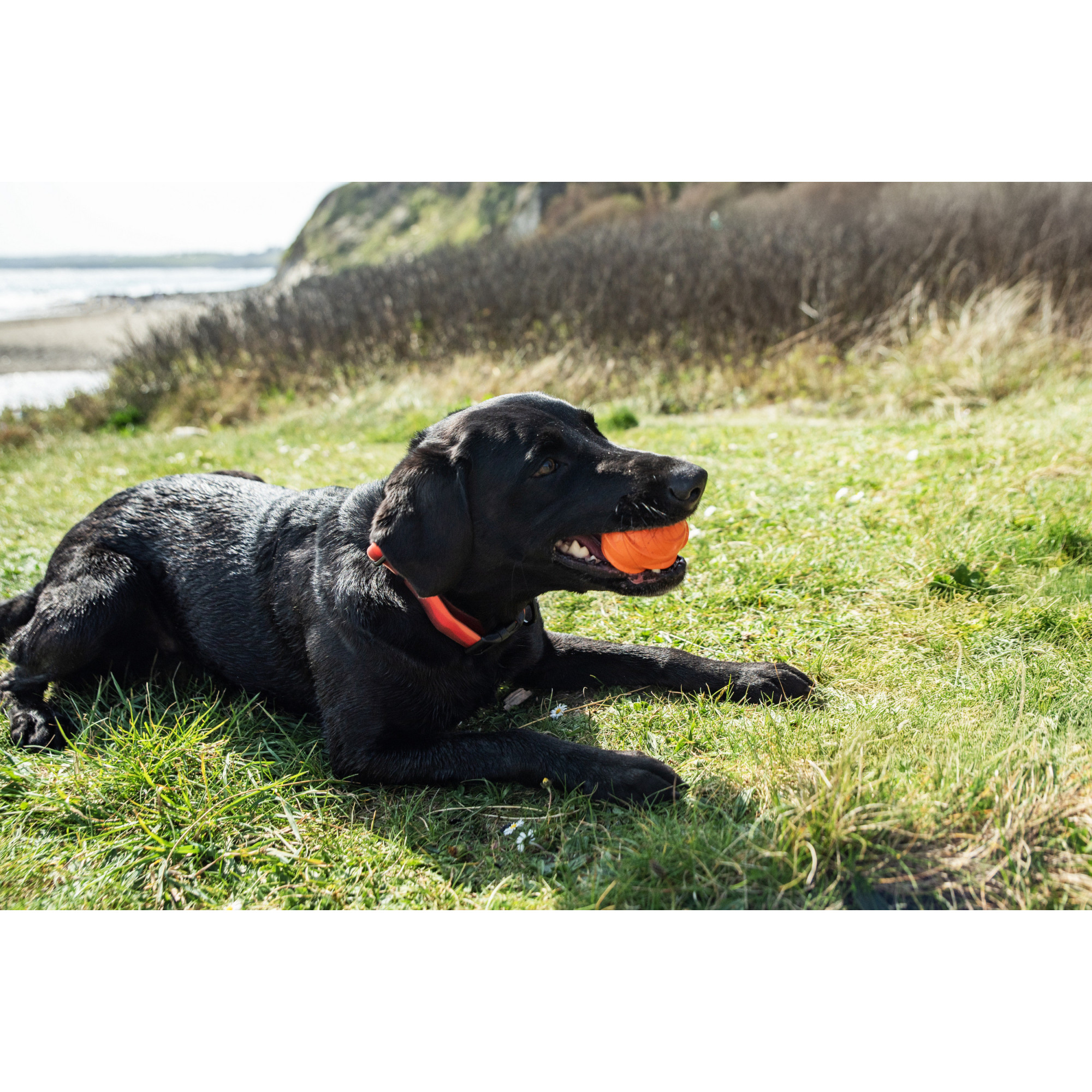 Dozownik smakołyków w formie piłki dla psa Mountain Paws