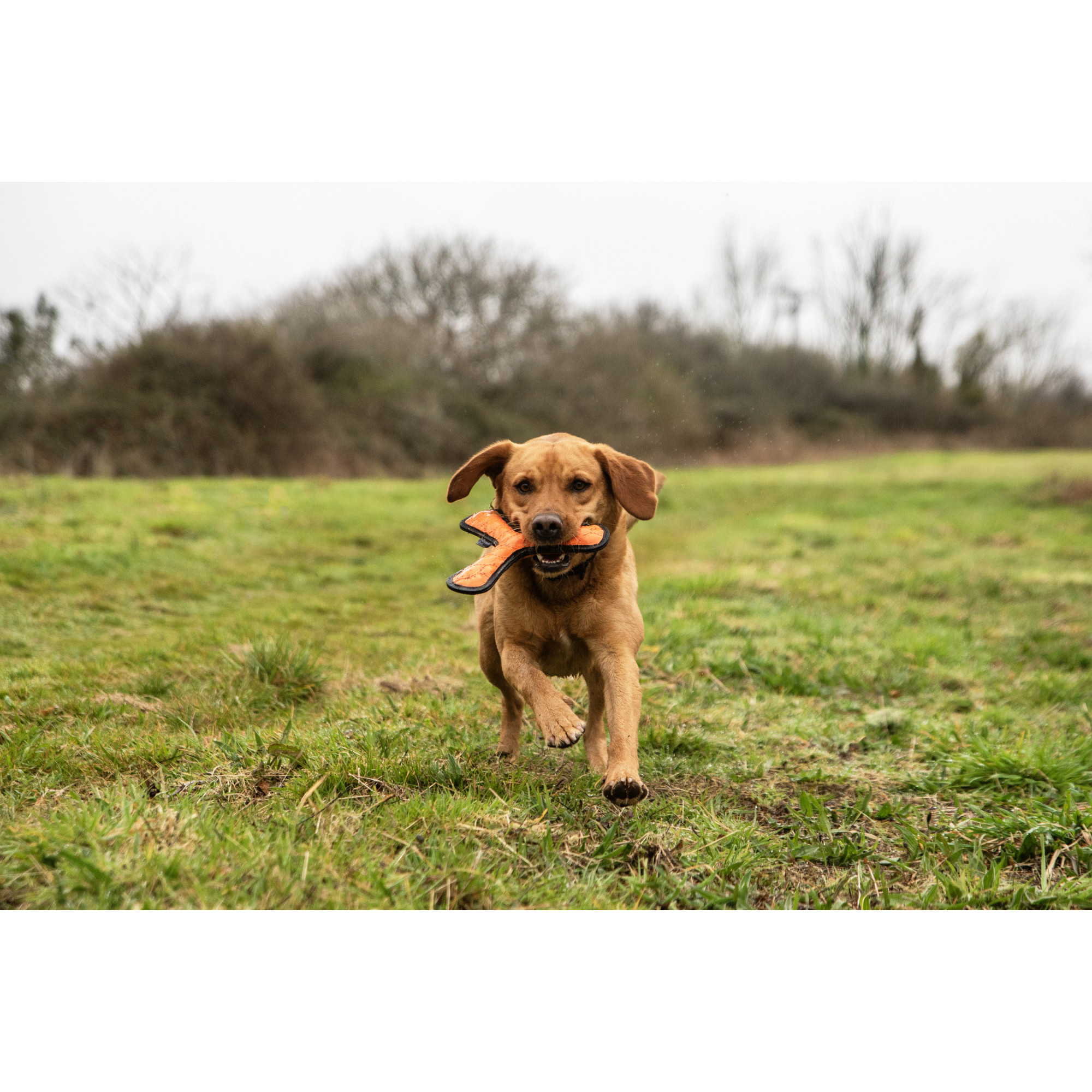 Zabawka do rzucania Mountain Paws