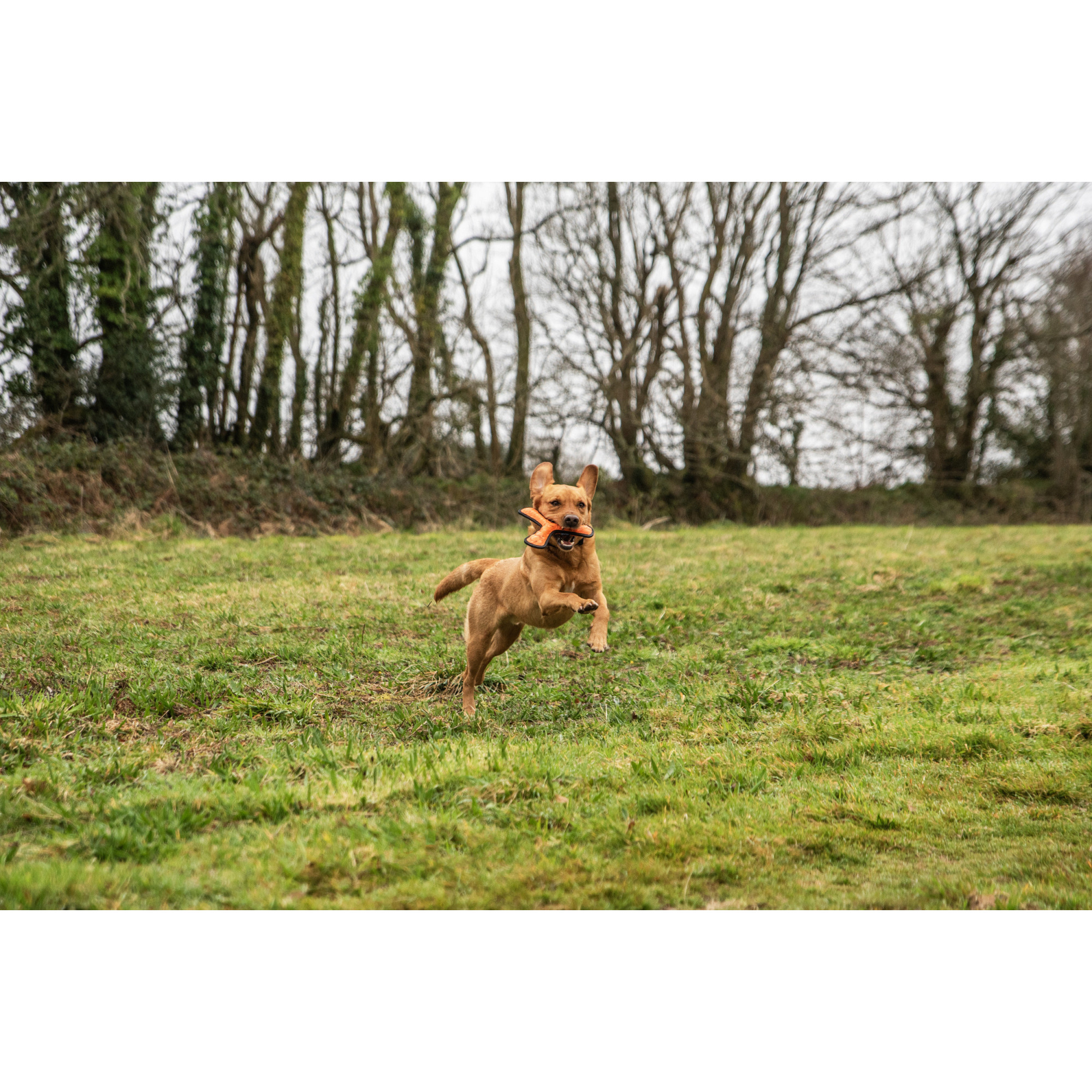 Zabawka do rzucania Mountain Paws