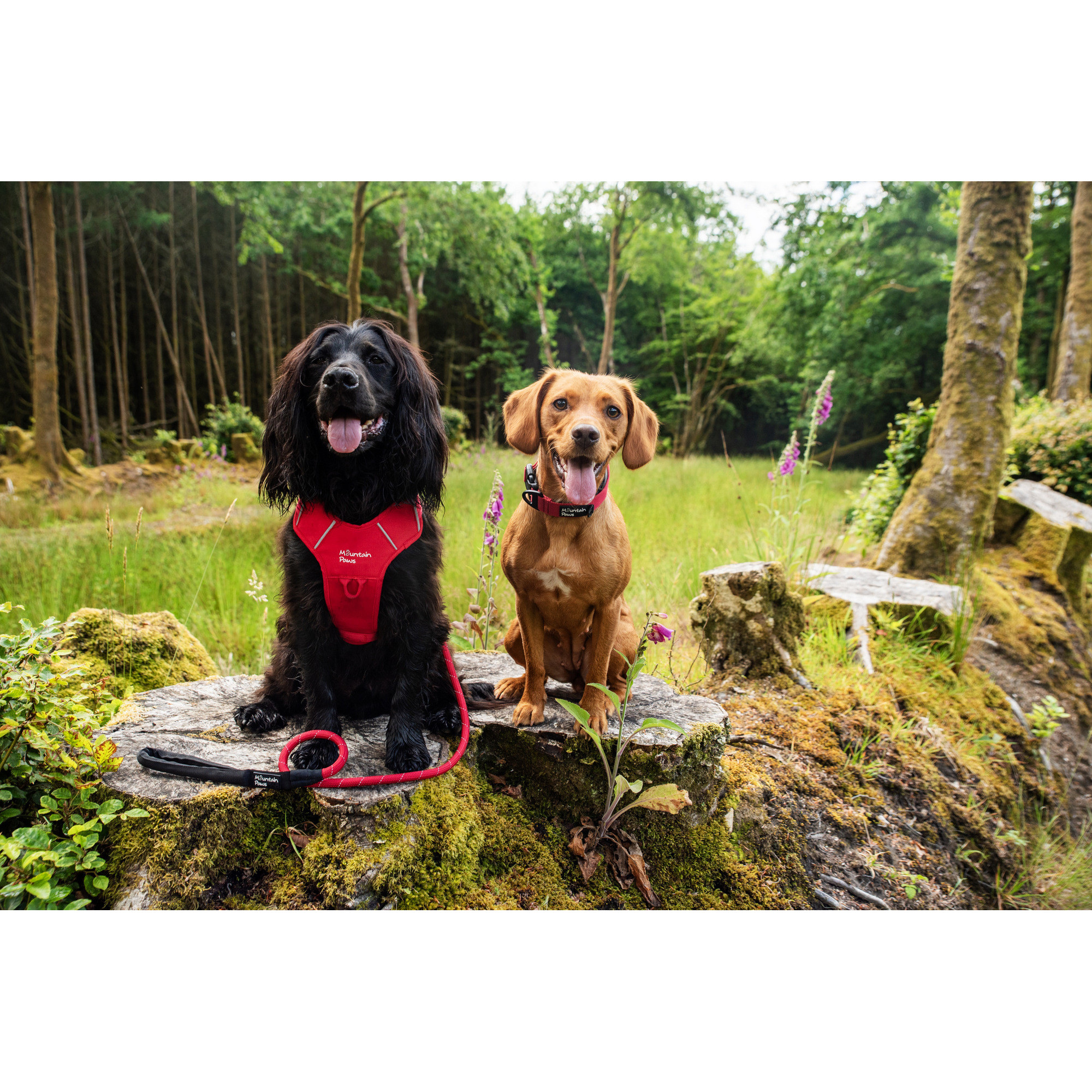 Smycz linowa dla psa Mountain Paws - 120cm