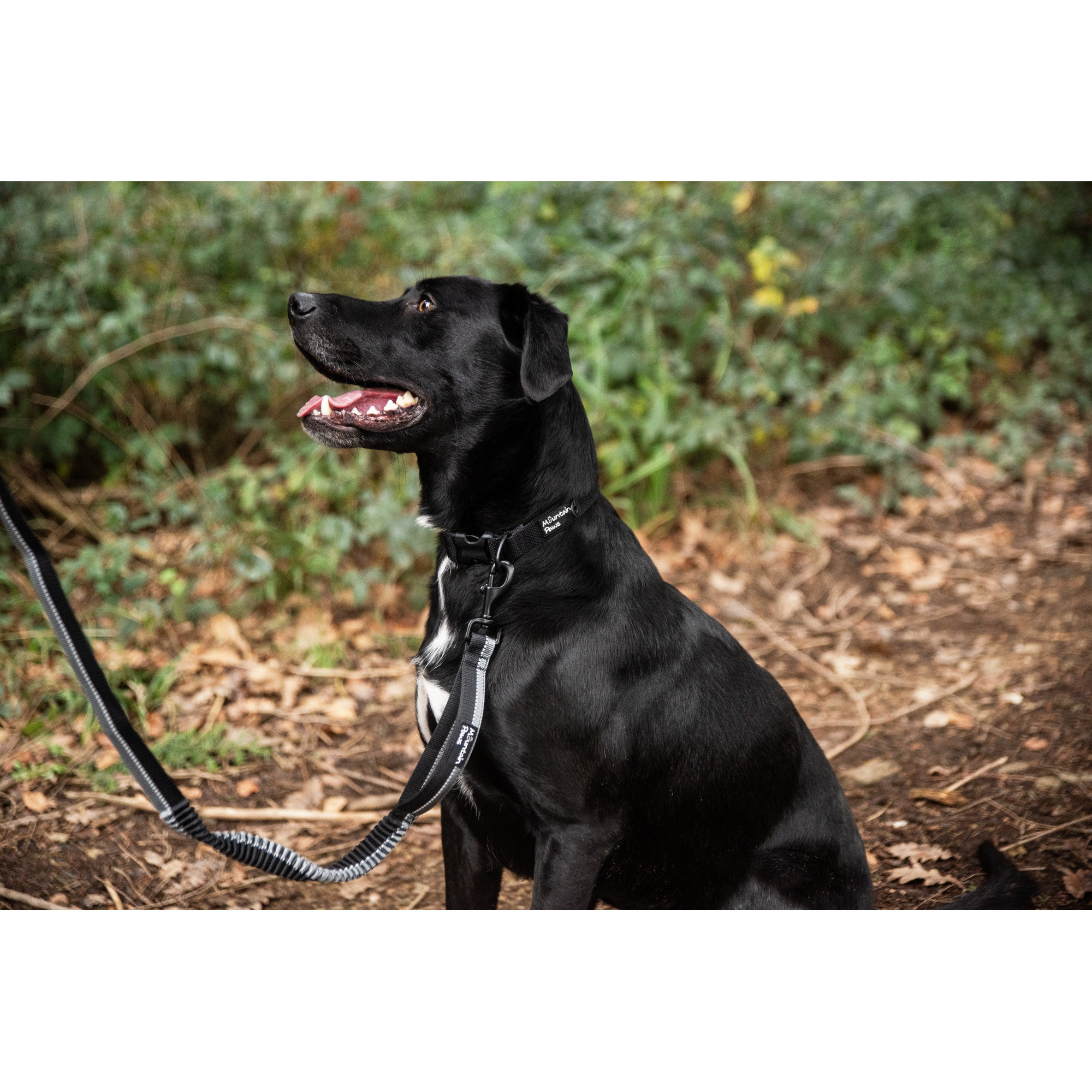 Smycz dla psa z amortyzatorem Mountain Paws - 135 cm