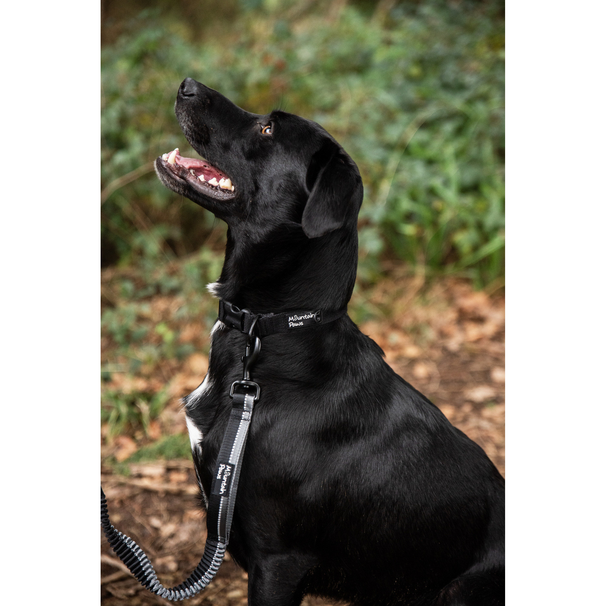 Smycz dla psa z amortyzatorem Mountain Paws - 135 cm