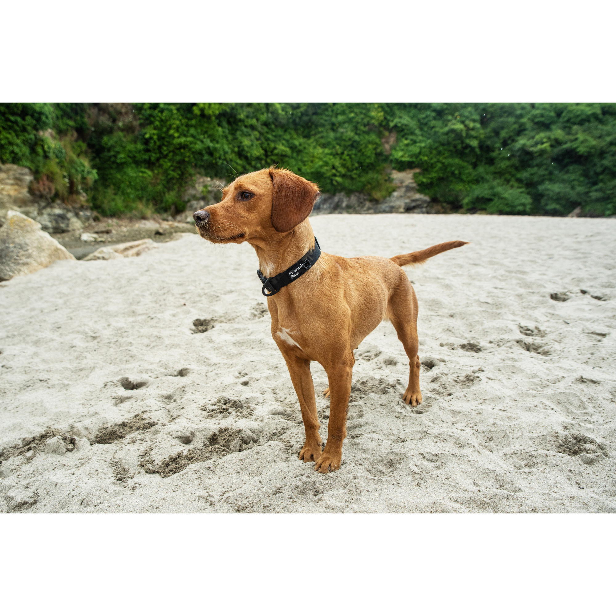 Bardzo wytrzymała obroża dla psa Mountain Paws - czarna