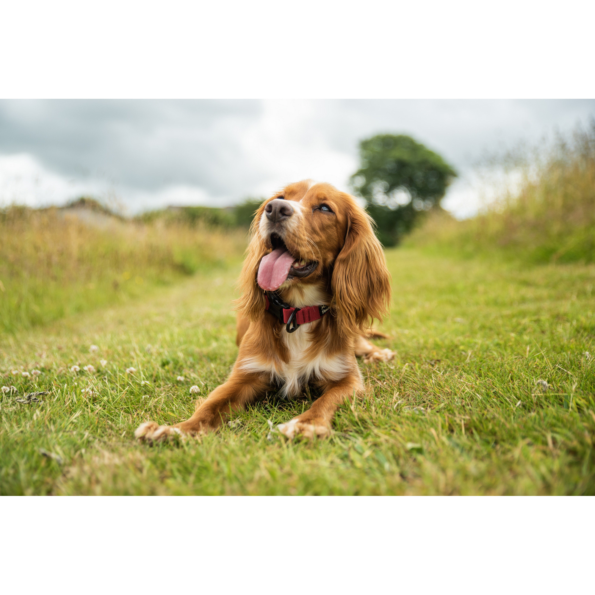 Bardzo wytrzymała obroża dla psa Mountain Paws - czerwona