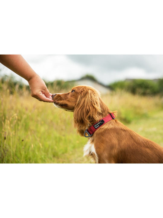 Bardzo wytrzymała obroża dla psa Mountain Paws - czerwona