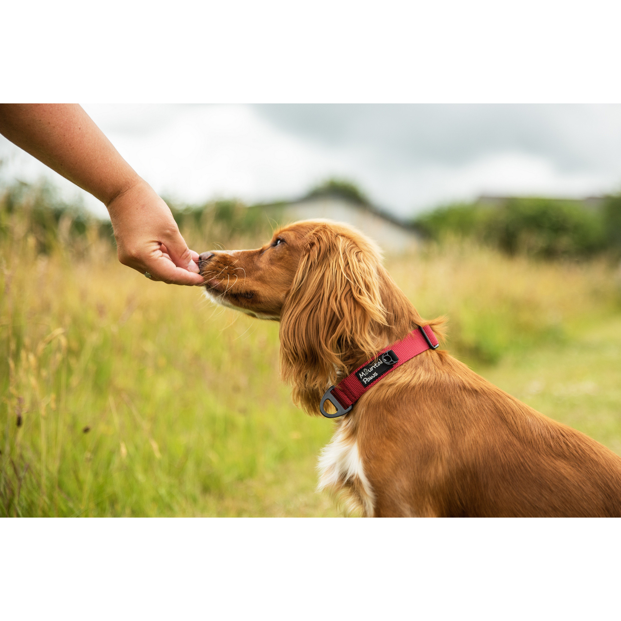 Bardzo wytrzymała obroża dla psa Mountain Paws - czerwona