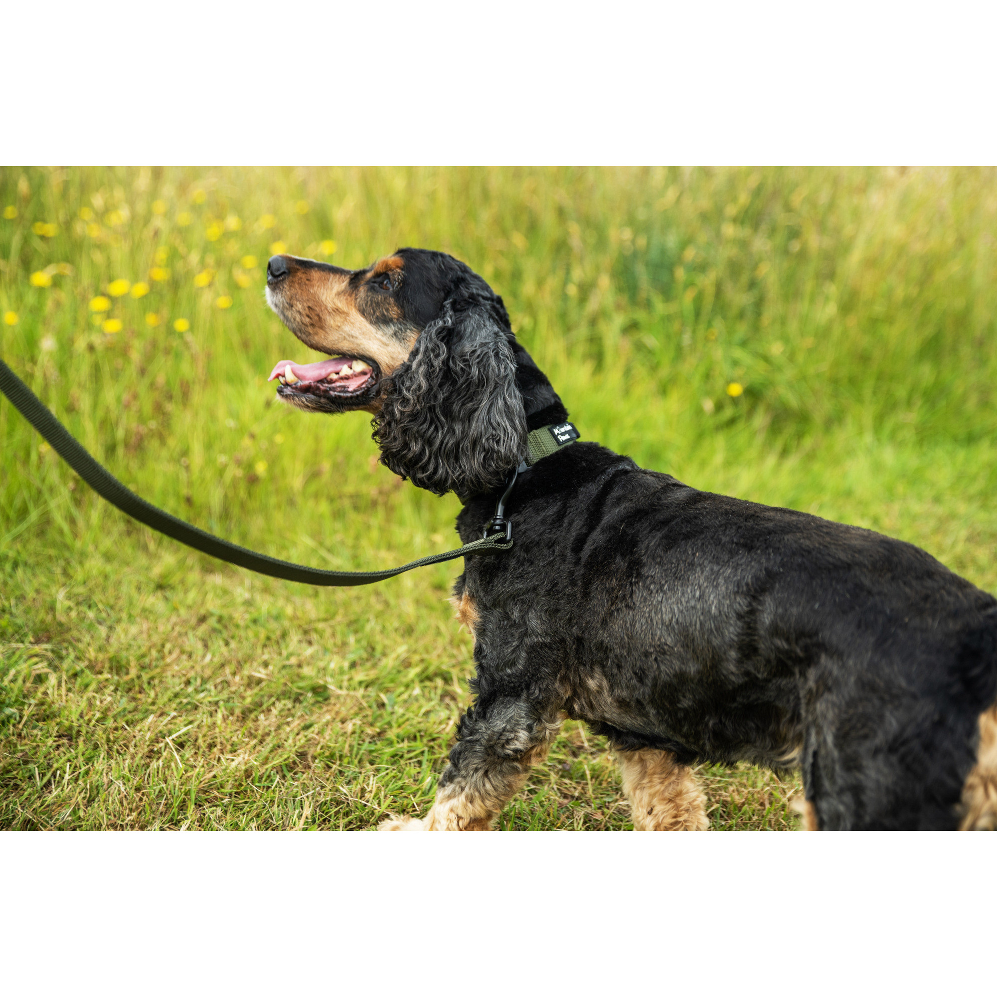 Bardzo wytrzymała obroża dla psa Mountain Paws - olive