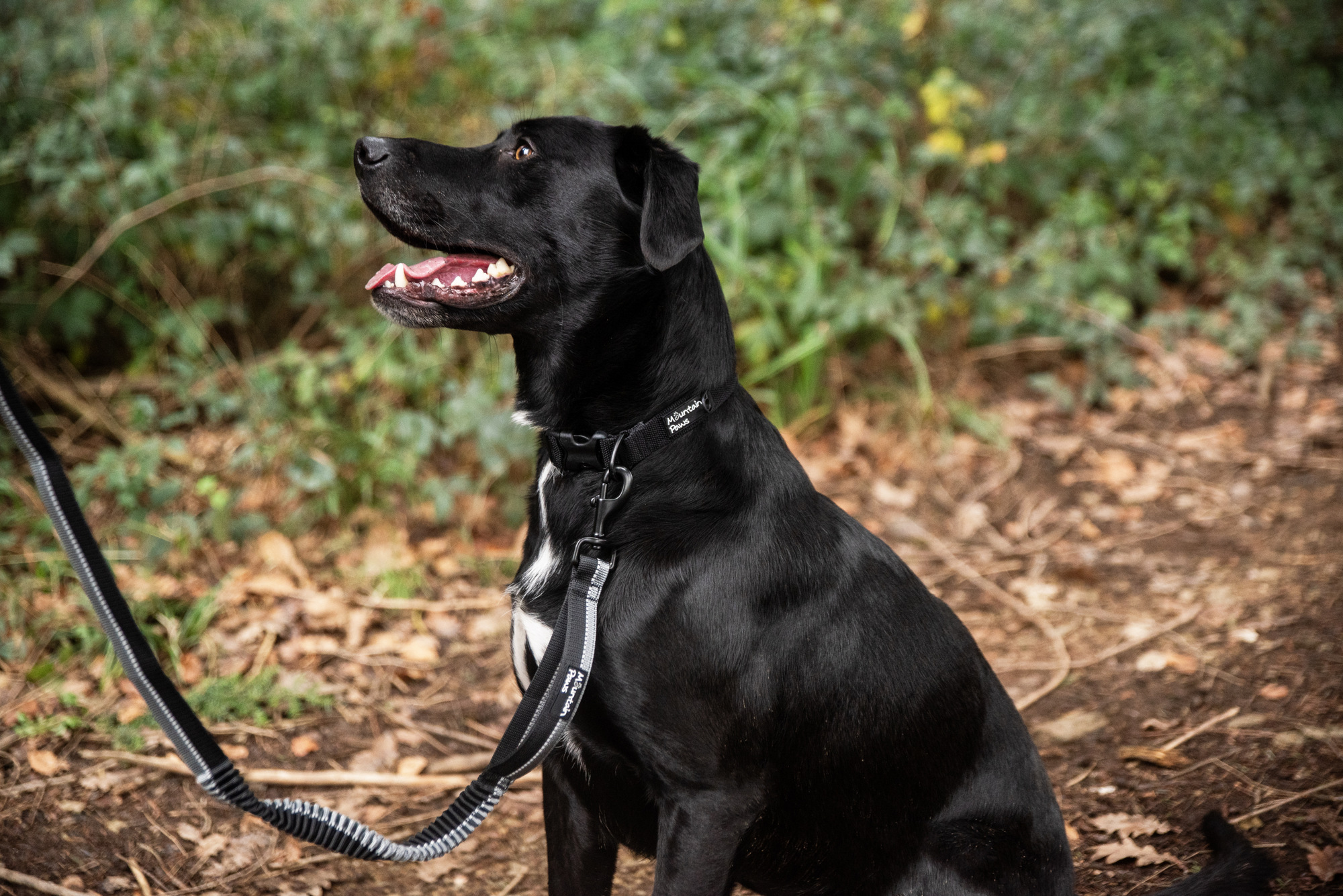 Smycze i obroże image