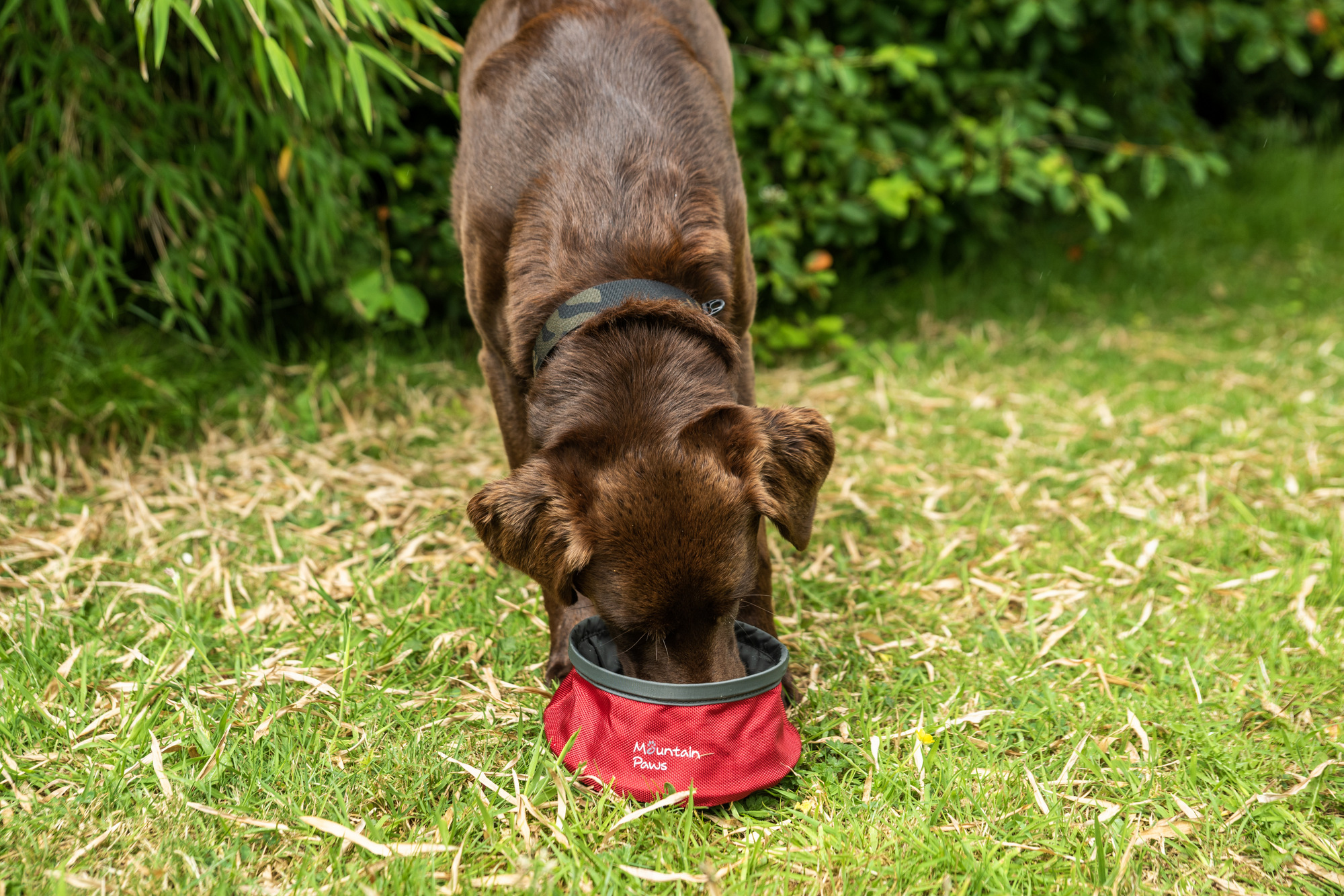 Miski dla psów image