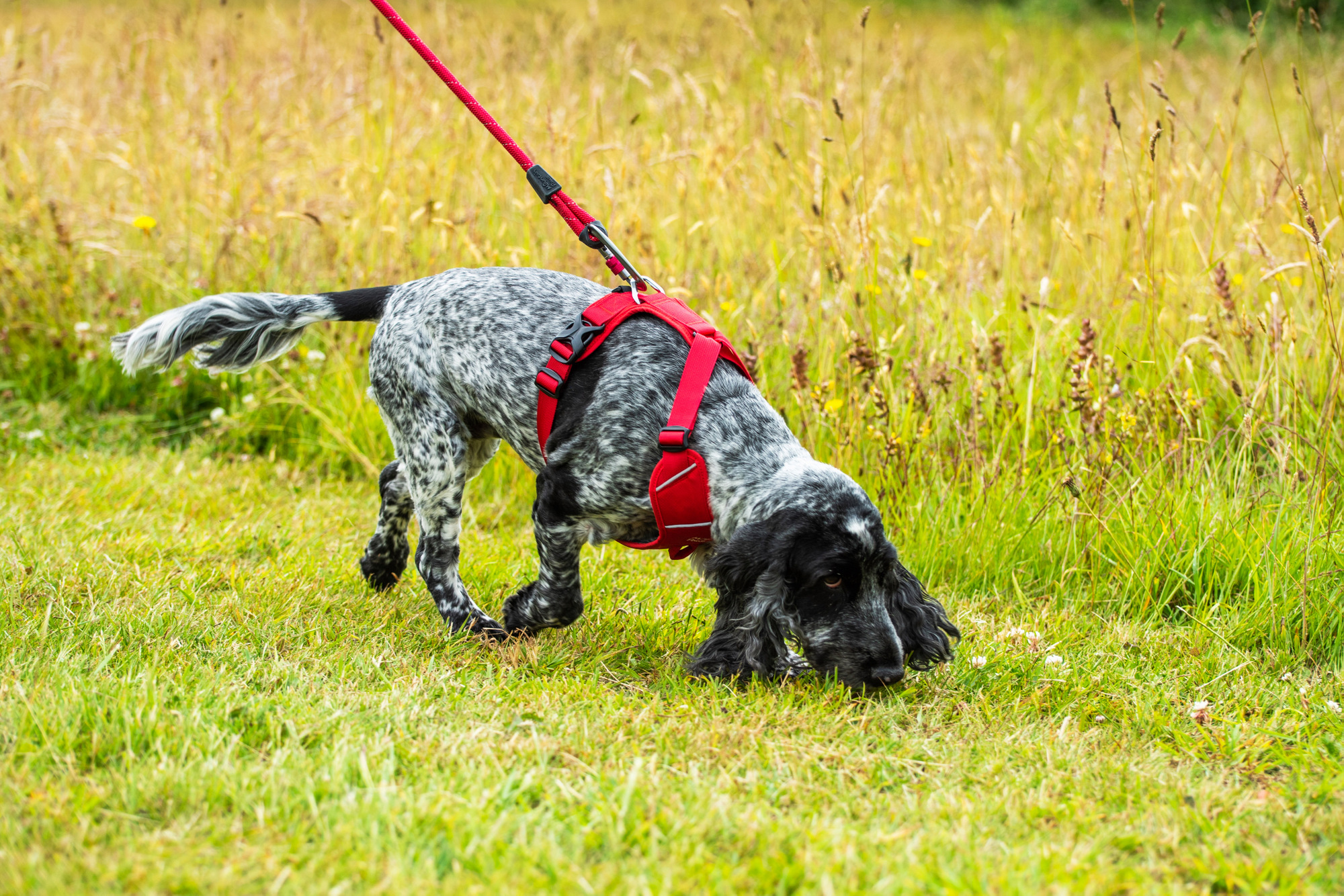 Szelki dla psów image