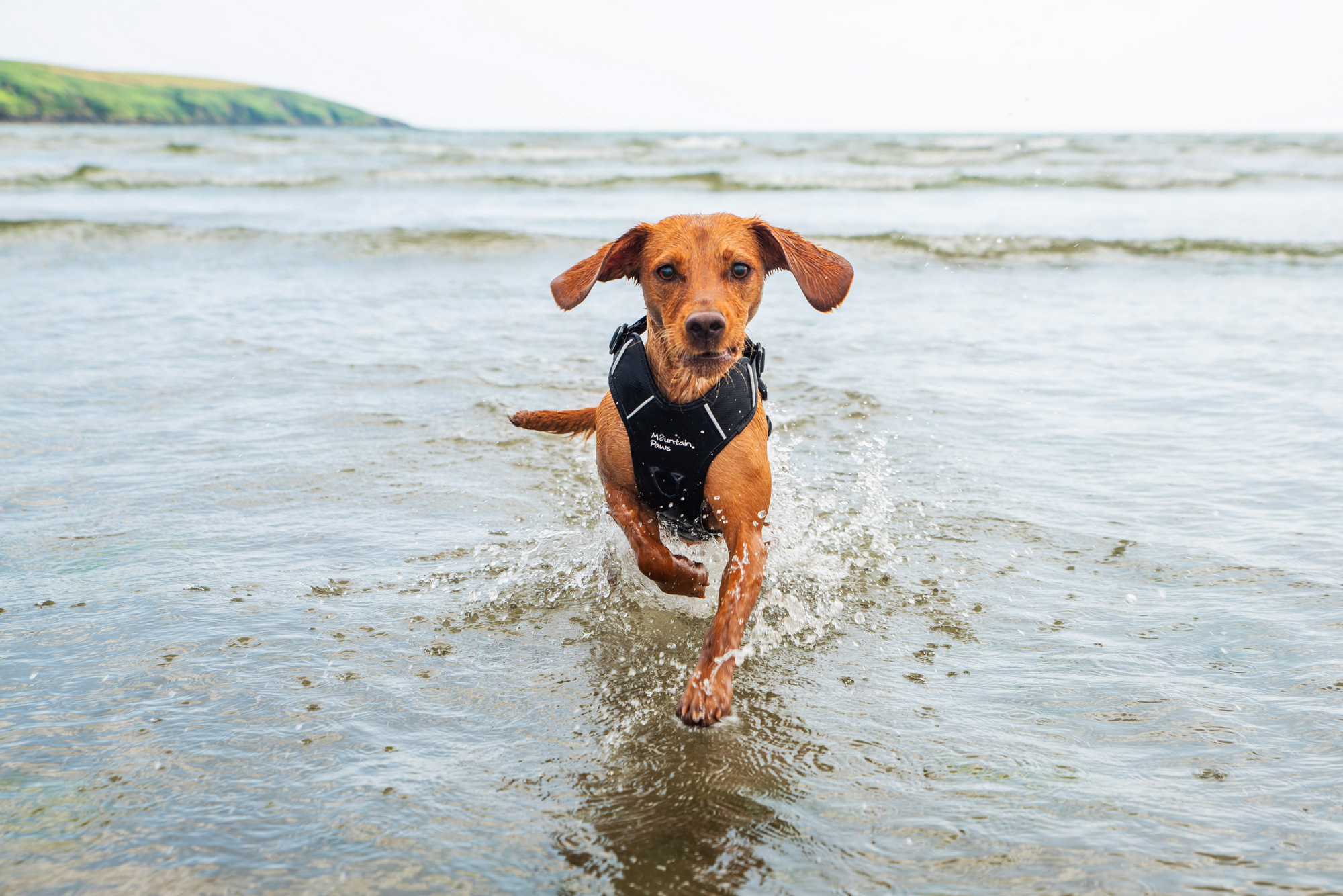 Szelki dla psów image